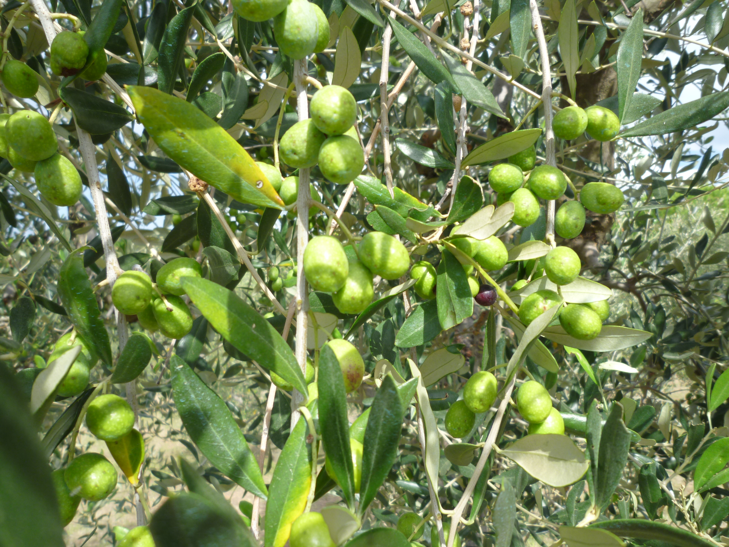 Bio-Olivenöl aus Kreta, 750 ml natives Speiseöl, extra vergine